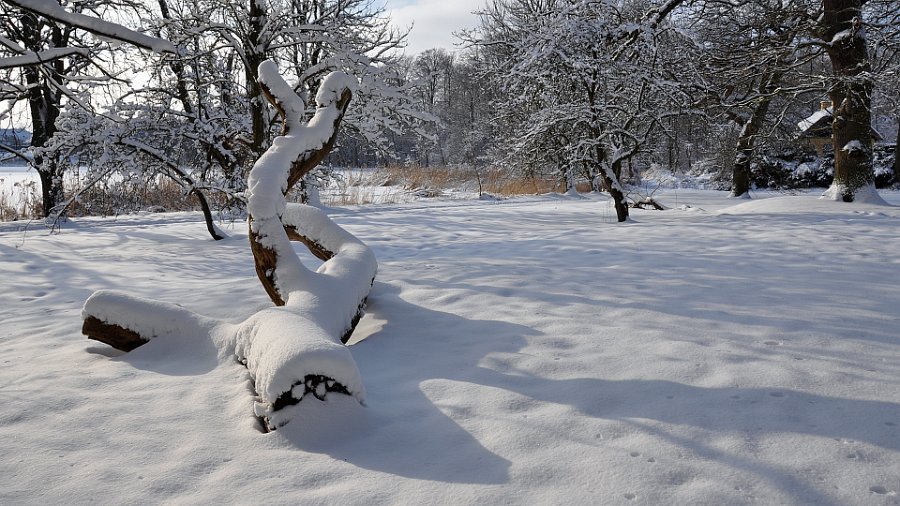 træ vinter